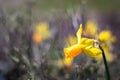 Single bright, happy, cheerful, yellow gold and orange special unique spring Easter daffodil bulb blooming in outside garden in