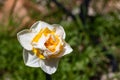 Single bright, happy, cheerful, yellow gold, white double petals spring Easter daffodil bulb blooming in outside garden in