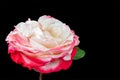 Single bright isolated red white rose macro on black background Royalty Free Stock Photo