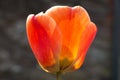 One orange tulip flower blooming in springtime, close-up side view Royalty Free Stock Photo