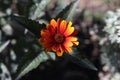 a single bright orange and yellow Heliopsis flower