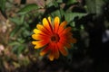 a single bright orange and yellow Heliopsis flower