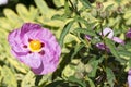 Single Pink Cistus Purpureus Flowers - Orchid Rockrose