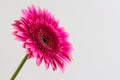 Single pink gerbera daisy on a white background