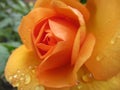 A Single Bright Pretty Orange Rose Flower Petal Closeup Blooming In Summer 2019