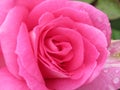 A Single Bright Pretty Pink Rose Flower Petal Closeup Blooming In Summer 2019 Royalty Free Stock Photo