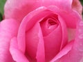 A Single Bright Pretty Pink Rose Flower Petal Closeup Blooming In Summer 2019