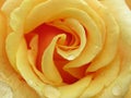 A Single Bright Pretty Yellow Rose Flower Petal Closeup Blooming In Summer 2019 Royalty Free Stock Photo