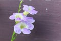 Single bright purple and red flower of the cultivat