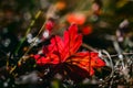 A single bright read leaf on the forest floor backlit by the morning autumn sun Royalty Free Stock Photo