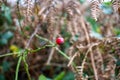 a single bright red Autumn rose hip