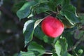 One ripe red Discovery apple, Malus domestica fruit, on an apple tree branch in late summer, Shropshire, England. Royalty Free Stock Photo