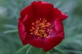 a single bright red Paeonia tenuifolia flower