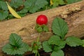 Red raspberry on the forest floor - Fragaria vesca Royalty Free Stock Photo