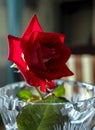 a single bright red rose in a crystal vase Royalty Free Stock Photo
