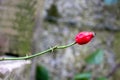 a single bright red rose hip