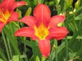 Bright Red and yellow Daylily Flower