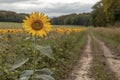 Single bright sunflower in summer field Royalty Free Stock Photo