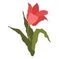 Single bright tulip in flat cartoon style. Isolated on white. Wild spring wildflower with leaf in flat style.