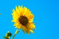 Single bright, vibrant yellow sunflower blossom and one bud set against blue sky Royalty Free Stock Photo