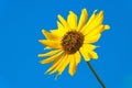 Single bright, vibrant yellow sunflower blossom set against blue sky Royalty Free Stock Photo