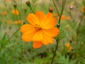 A single bright vivid orange blossom flower in the wild