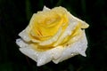 Yellow rose in dew drops close up on dark background Royalty Free Stock Photo