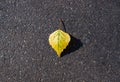 Single bright yellow autumn fallen birch leaf on dark grey asphalt background. Back to school concept Royalty Free Stock Photo