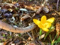 Single bright yellow crocus spring flower surrounded by dry yellow leaves Royalty Free Stock Photo