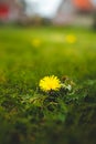 Single bright yellow dandelion isolated in vibrant green grass during spring with shallow dept of field creating beautiful bookah Royalty Free Stock Photo