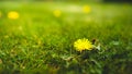 Single bright yellow dandelion isolated in vibrant green grass during spring with shallow dept of field creating beautiful bookah Royalty Free Stock Photo