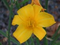Bright Yellow Daylily Flower with green leaves