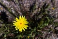 Single bright yellow desert dandelion with red button in the center, springtime wildflower found in southwest arid