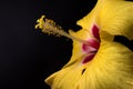 A single bright yellow hibiscus flower on black background. Closeup picture of Hibiscus rosa sinensi. Royalty Free Stock Photo