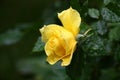 Yellow rose after a rain. Royalty Free Stock Photo