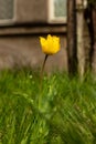 Single bright yellow tulip blooming in garden. Royalty Free Stock Photo