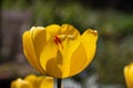 One bright yellow tulip flower, Tulipa Golden Oxford hybrid, blooming in the spring sunshine, close-up view Royalty Free Stock Photo