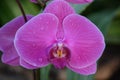 A Single Brightly Colored Orchid