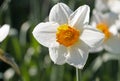 One white daffodil with a bright yellow corona, Narcissus Barrett Browning, blooming in springtime