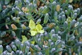 A single broccoli flower blooming between buds Royalty Free Stock Photo