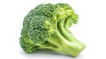 Single Broccoli Head in Bright Studio Lighting. Royalty Free Stock Photo
