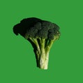 Single broccoli inflorescence on a solid green background. Healthy diet green fresh food. Photographed in harsh light so it has