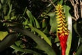 A Single Bromeliad Flower in Garden