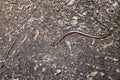 Single bronze slowworm on the ground