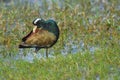 Bronze winged jacana bird natural nature wallpaper India Royalty Free Stock Photo