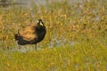 Bronze winged jacana bird, natural, nature