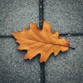 Single Brown Autumn Leaf on Grey Pavement Royalty Free Stock Photo