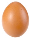 Only single brown bird egg