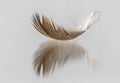 A single brown bird feather with a reflection. Royalty Free Stock Photo