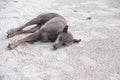 Single brown or black dog sleeping on the beach in the evening on nature sand background Royalty Free Stock Photo